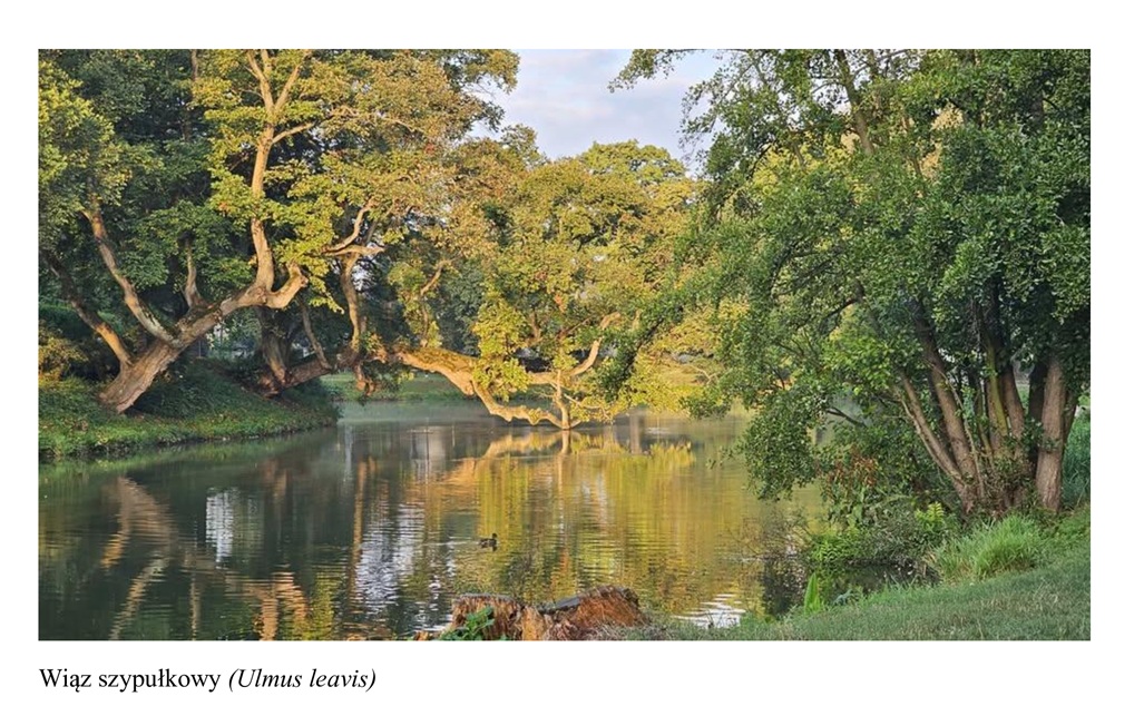 Wybieraliśmy Europejskie Drzewo Roku