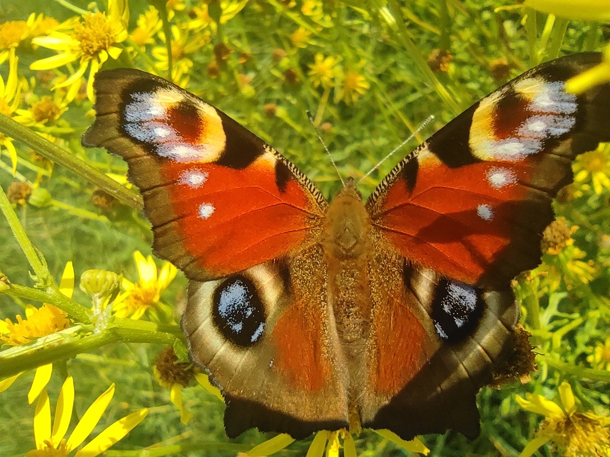 MOTYL