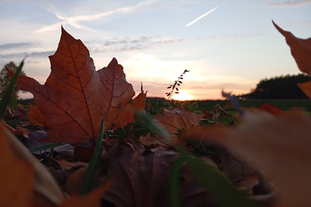 Rozstrzygnięcie konkursu fotograficznego „Oznaki jesieni”